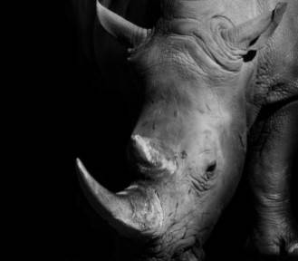 Andere Bezeichnungen des Rhino-Piercings - Das Rhino Piercing