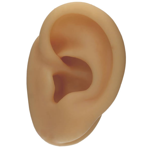 Silikon Körperteil Linkes Ohr